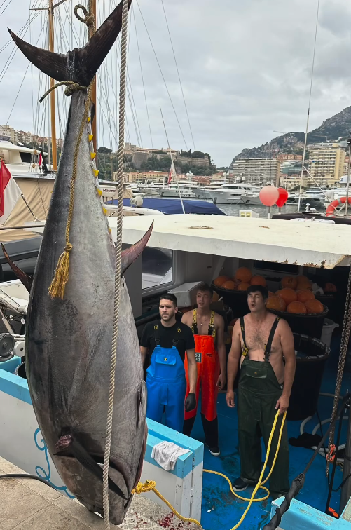 poissonnerie-uluvassu-thon-rouge